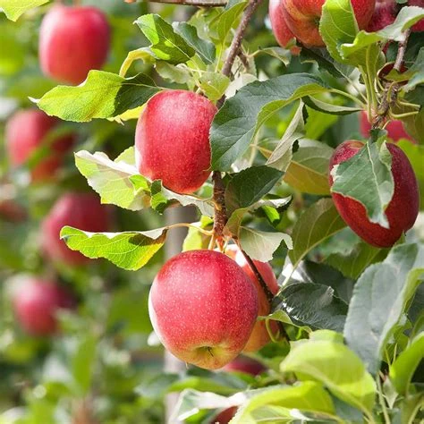 Pomme