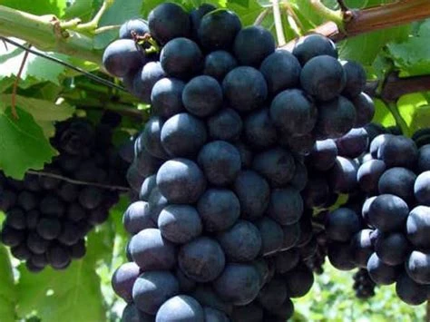 Raisin noir