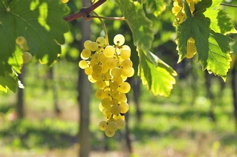 Raisin blanc