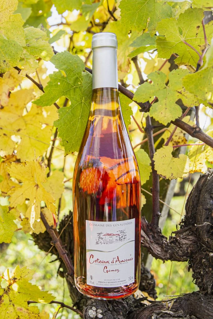 Gamay Coteaux d’Ancenis Domaine Des Génaudières