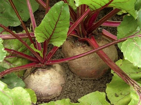 Betterave ronde par 500g