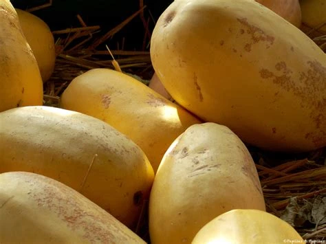 Courge spaghetti à l'unité (1kg)