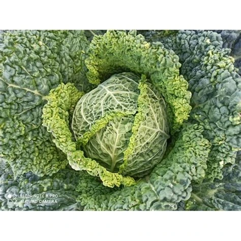 Chou frisé vendu à la pièce environ 1kg