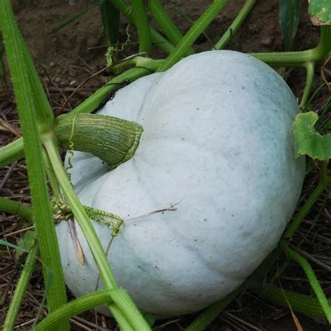 Courge Bleu de Hongrie en part de 1kg