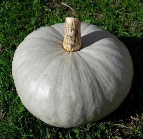 Courge Bleu de Hongrie en part de 1kg