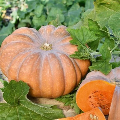 Courge musquée part de 1kg